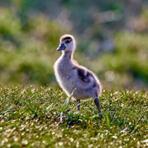 Read more about the article What is Palatino Typeface