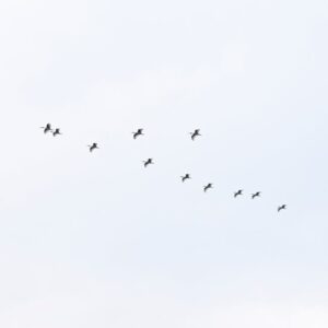 Read more about the article What is Png V Svg