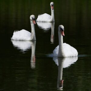 Read more about the article What is Popular Sans Serif