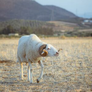 Read more about the article What is Rams Svg