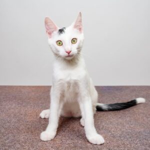 Read more about the article What is Registered Mark