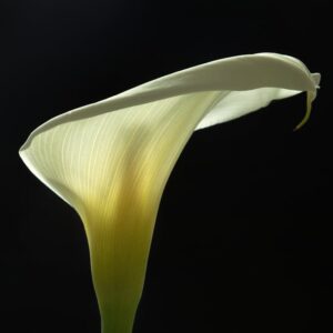 Read more about the article What is Simple Flower Svg