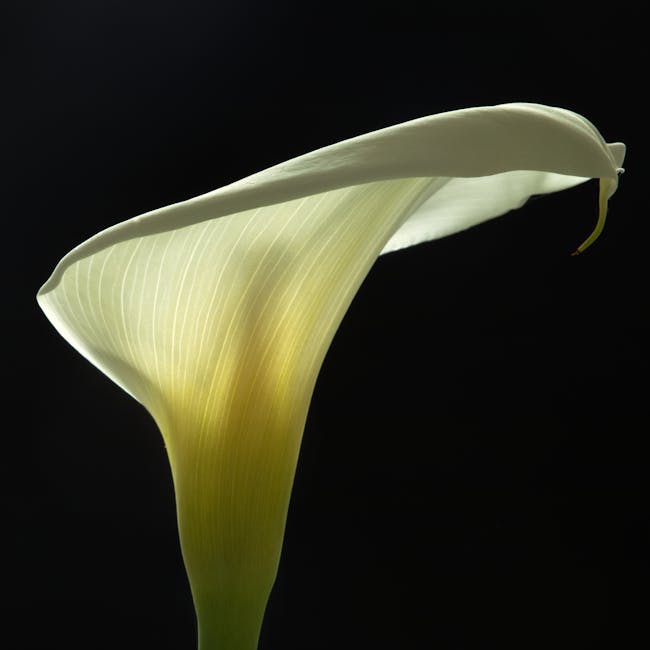 You are currently viewing What is Simple Flower Svg