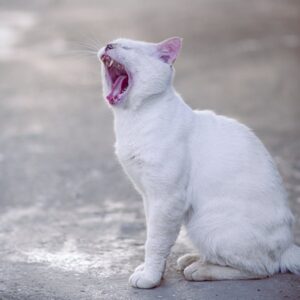 Read more about the article What is Single Letter Logos