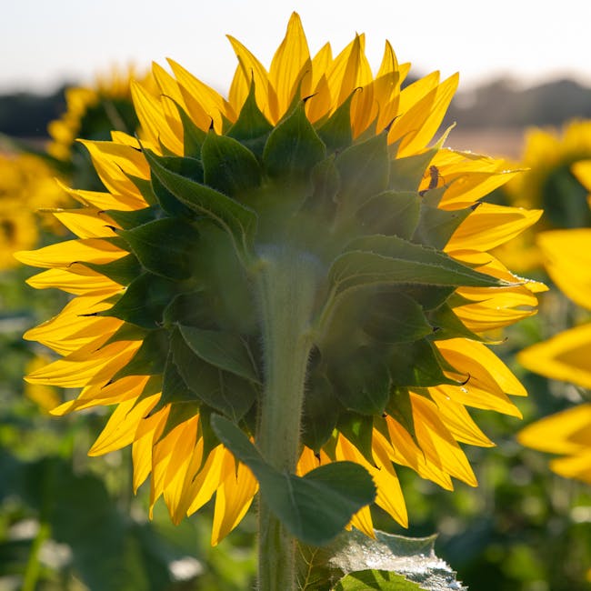 You are currently viewing What is Sunflower Golden Ratio