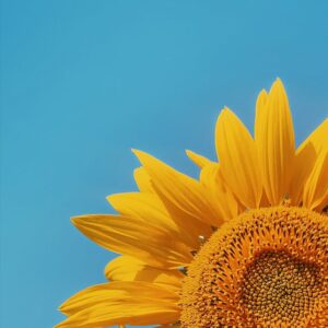 Read more about the article What is Sunflower Svg