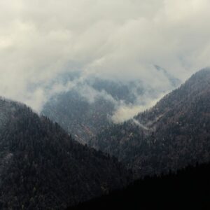 Read more about the article What is Svg Pine Tree