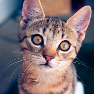 Read more about the article What is Vertical Market Segment