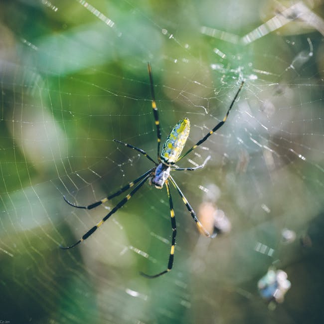 You are currently viewing What is Web Developer Logos