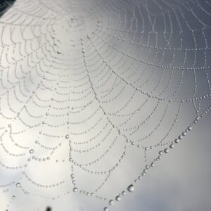 Read more about the article What is Web Palette Generator